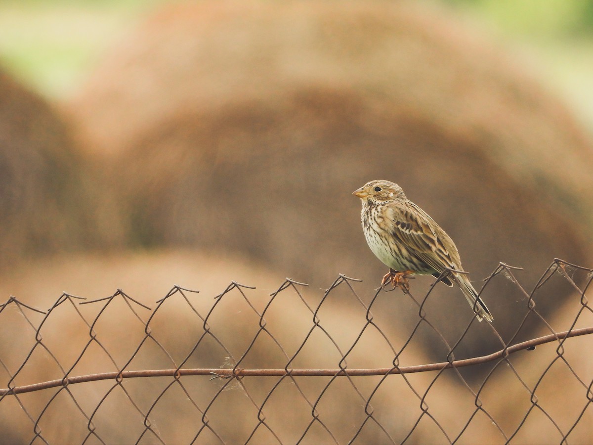 Corn Bunting - ML608430837