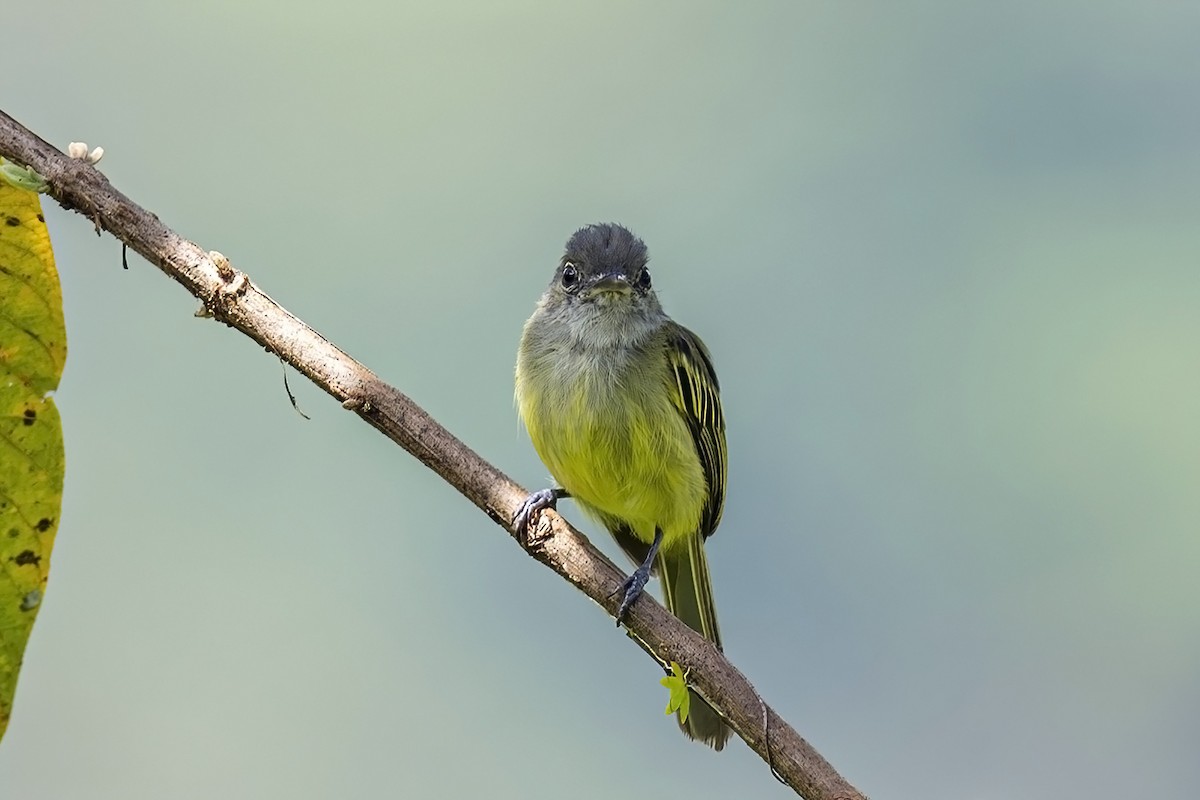 Yellow-winged Flatbill - Su Li