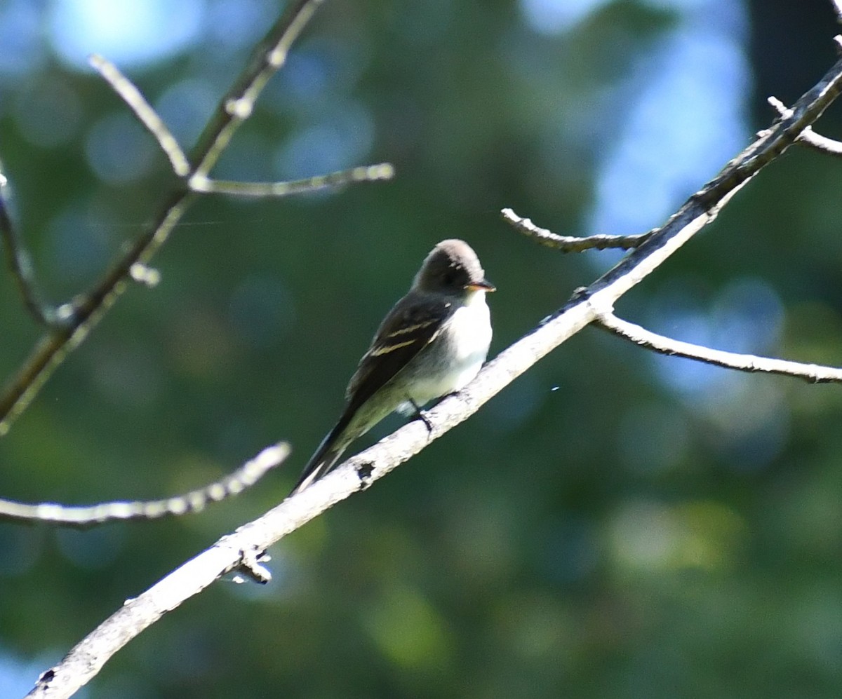 Eastern Wood-Pewee - David M