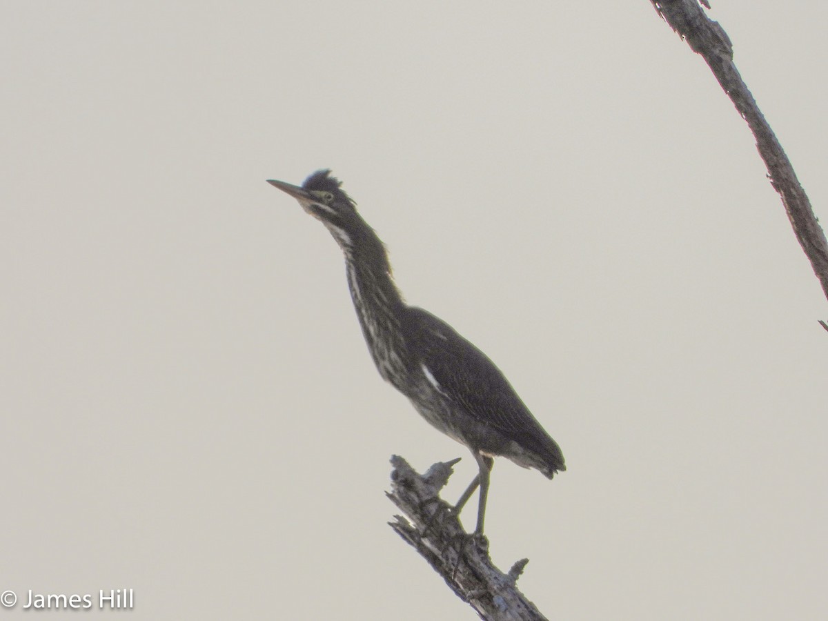 Green Heron - ML608431070