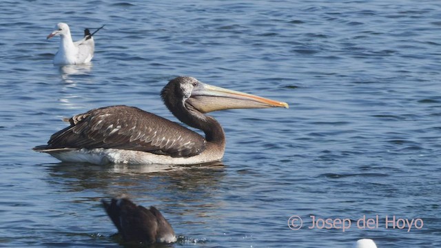 Peruvian Pelican - ML608431080