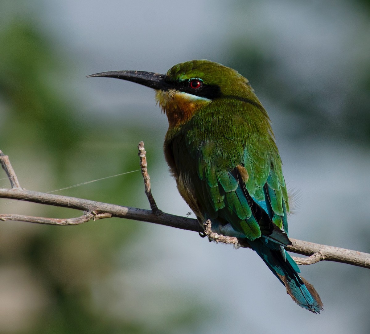 Blue-cheeked Bee-eater - ML608431109
