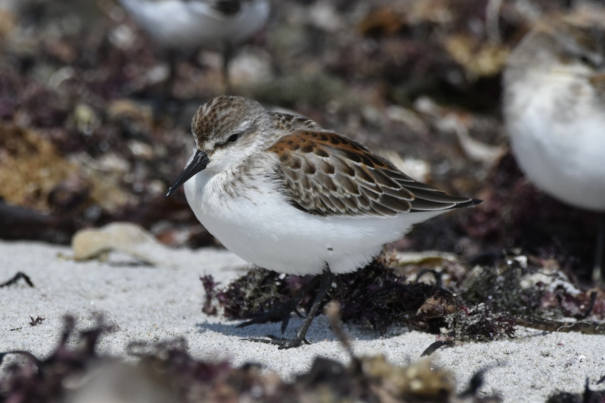 Western Sandpiper - ML608431287