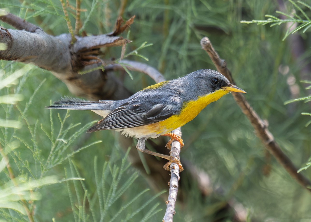 Tropical Parula (Tres Marias Is.) - Patrick Van Thull