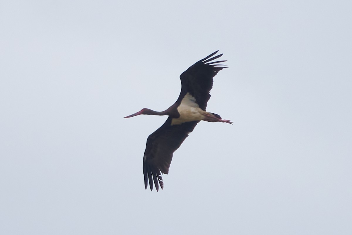 Black Stork - ML608431325