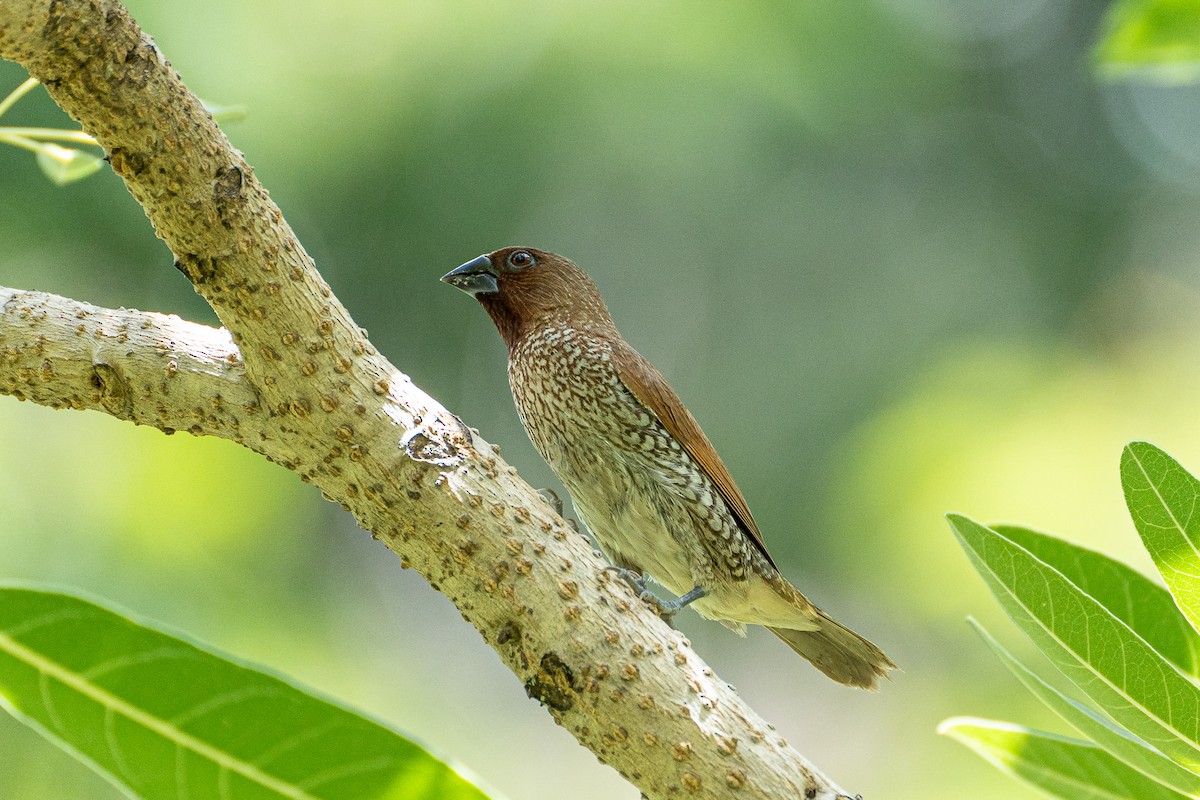 Scaly-breasted Munia - ML608431379