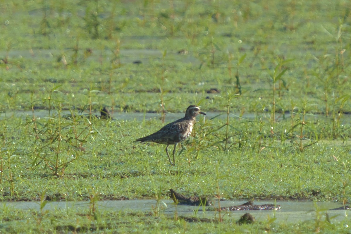 American Golden-Plover - ML608431392