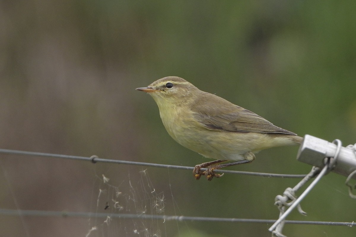 Willow Warbler - ML608431463