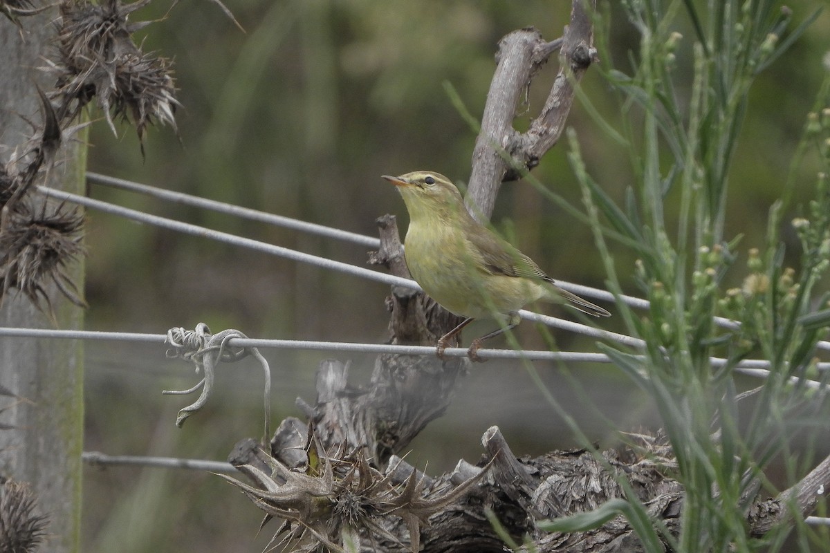 Willow Warbler - ML608431465