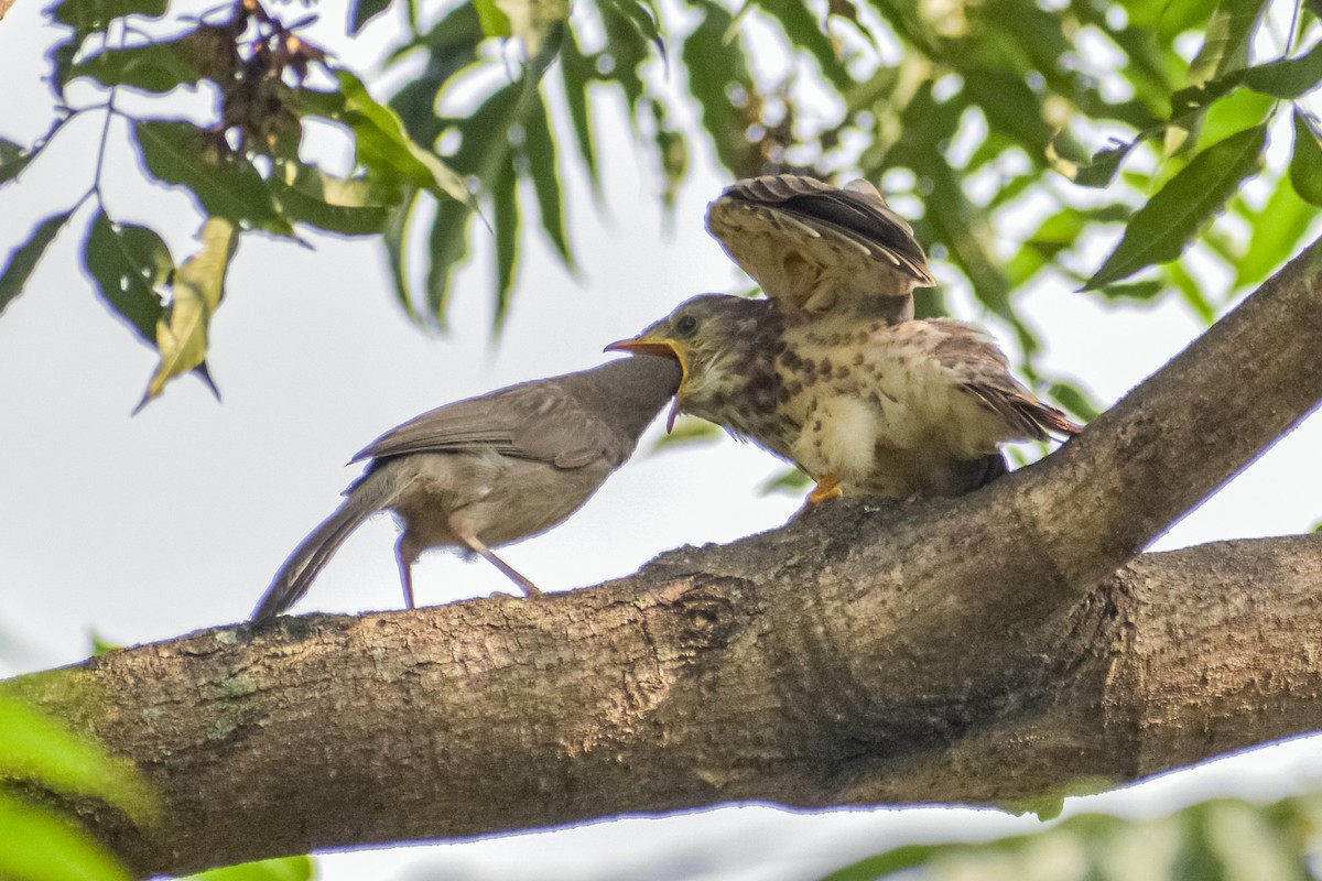 Common Hawk-Cuckoo - ML608431562