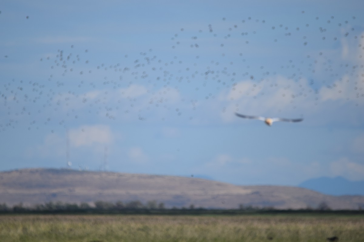 European Starling - ML608431649