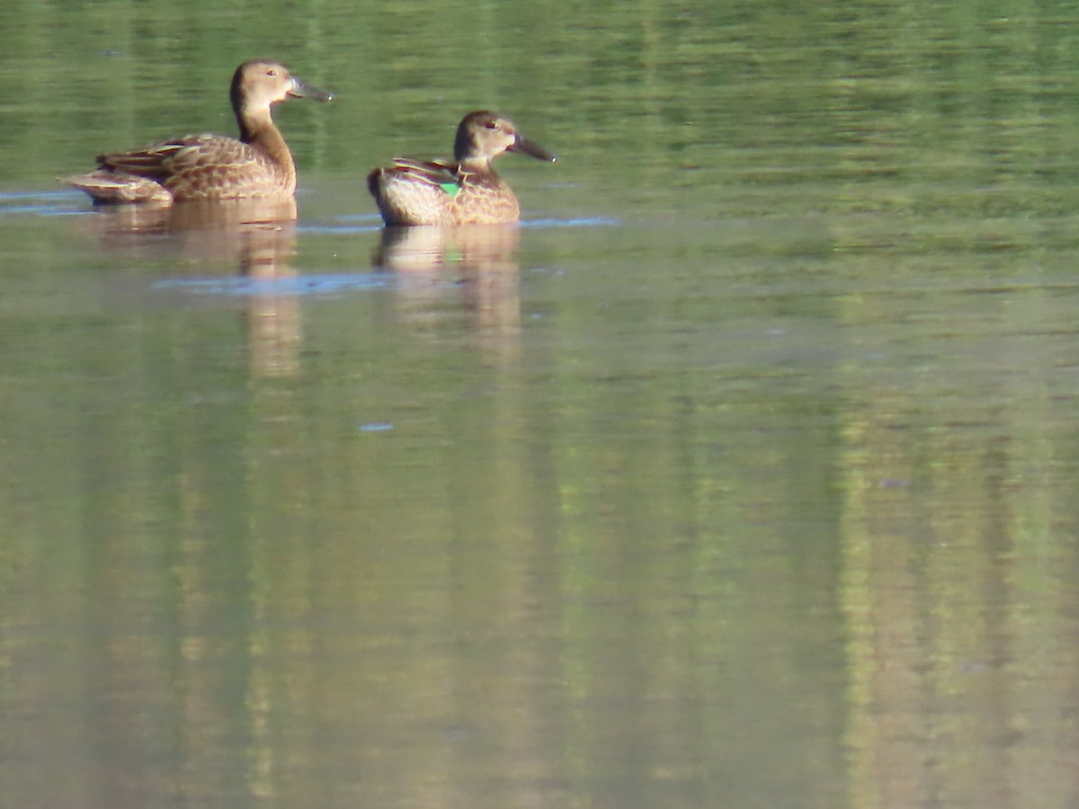 Green-winged Teal - ML608431715