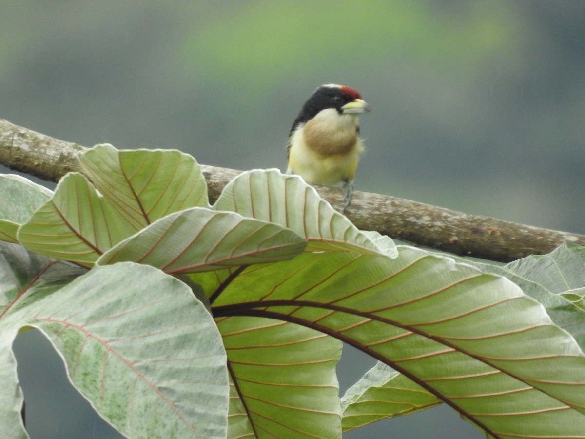 White-mantled Barbet - ML608431777