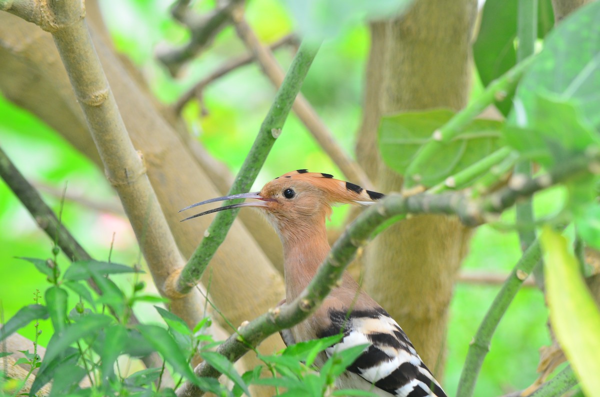 Eurasian Hoopoe - ML608431817