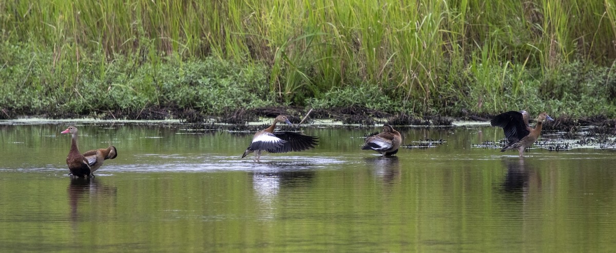 Black-bellied Whistling-Duck (fulgens) - ML608431834