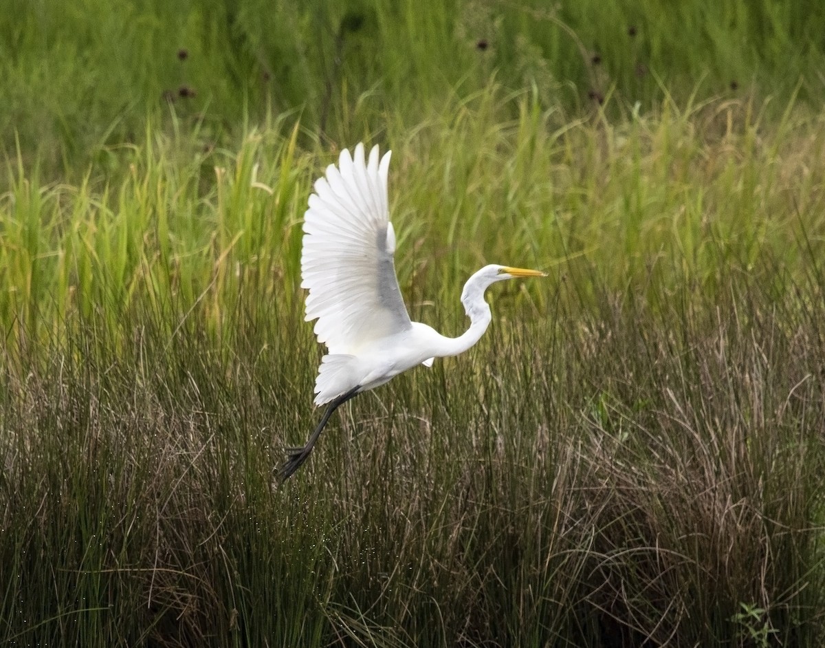 Great Egret - ML608431843