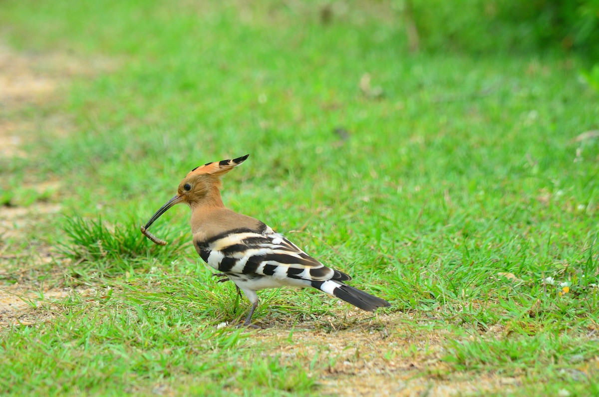 Eurasian Hoopoe - ML608431967