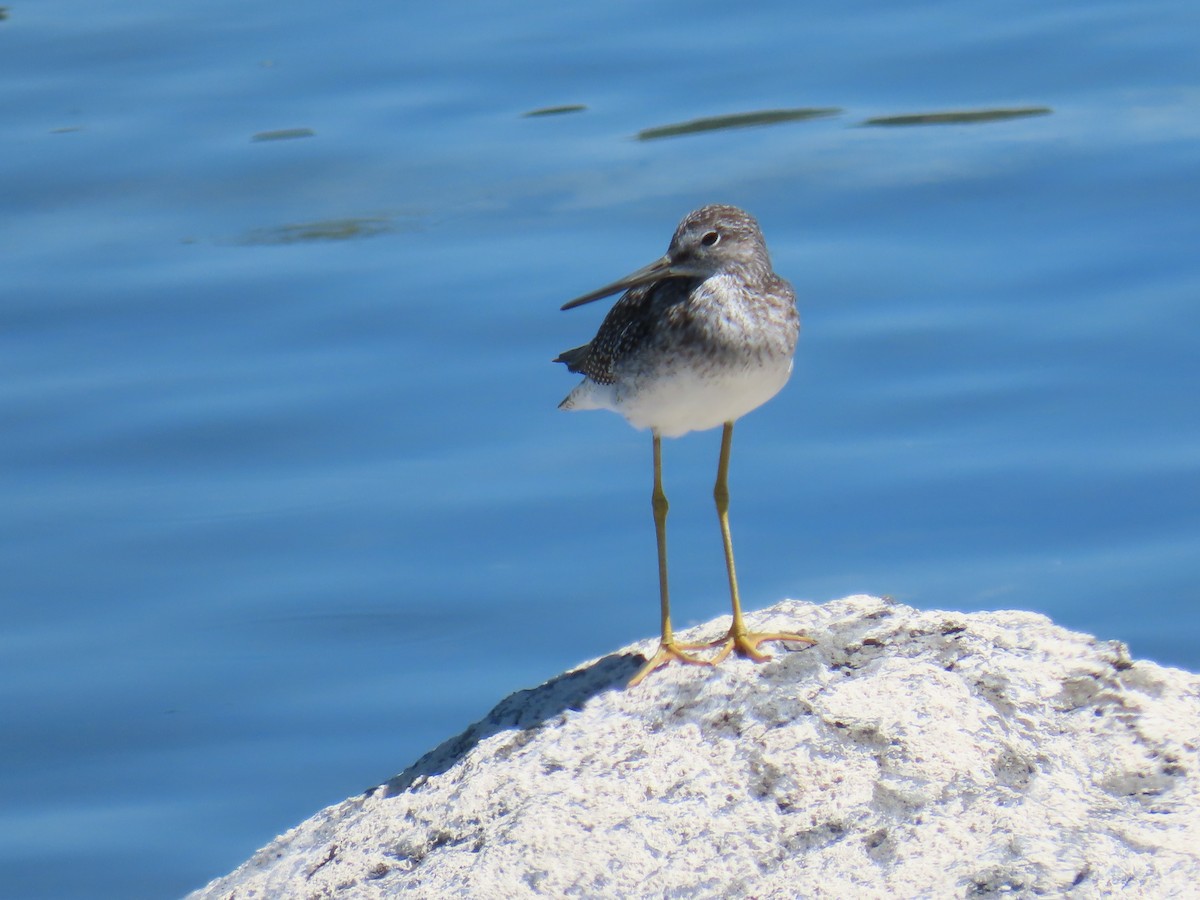 Greater Yellowlegs - ML608432017