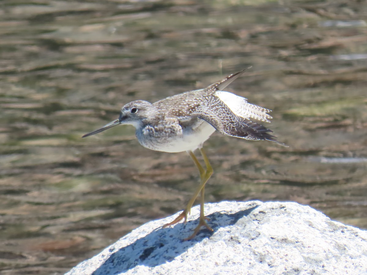 Greater Yellowlegs - Elizabeth Ferber