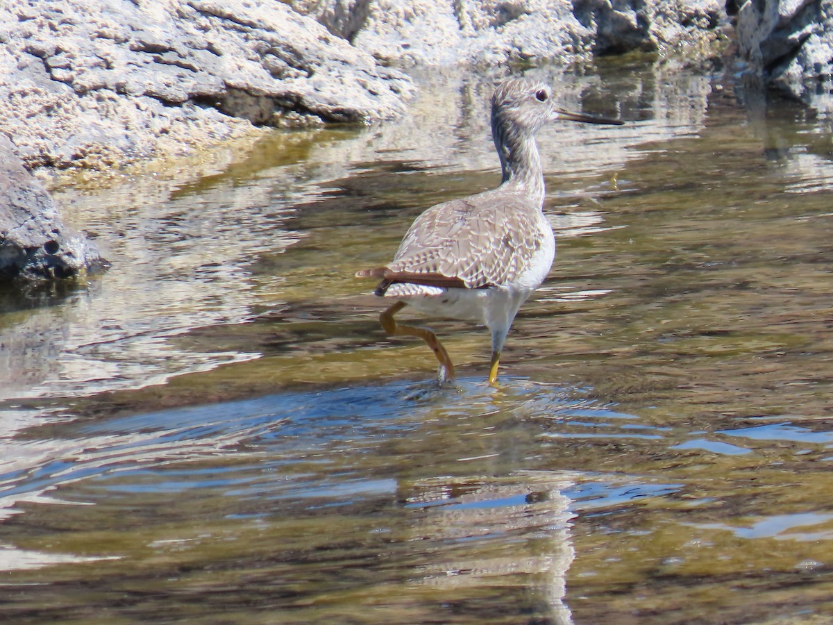 Greater Yellowlegs - ML608432020