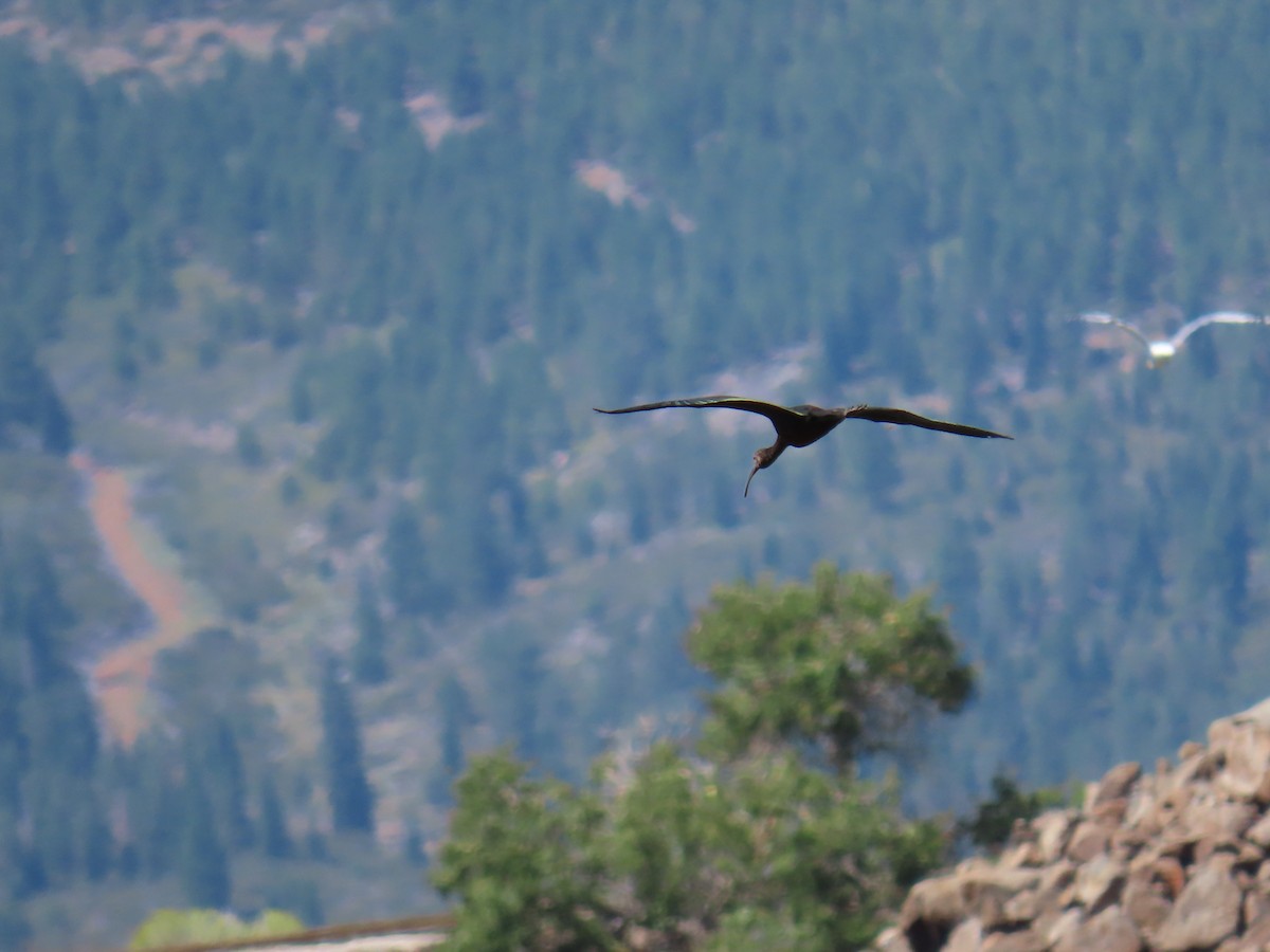 White-faced Ibis - ML608432040