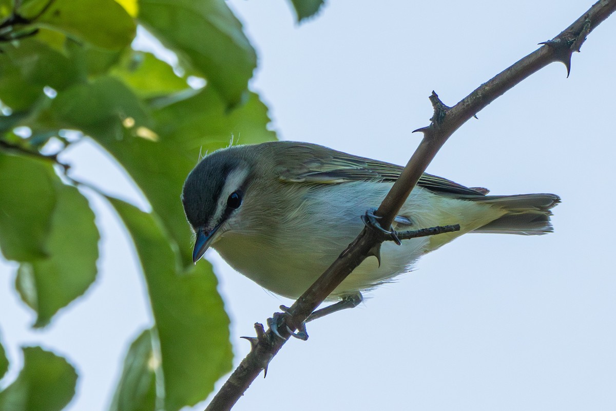 Vireo Ojirrojo - ML608432042