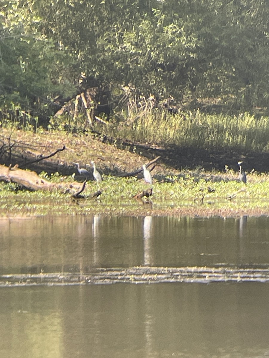 Little Blue Heron - ML608432132