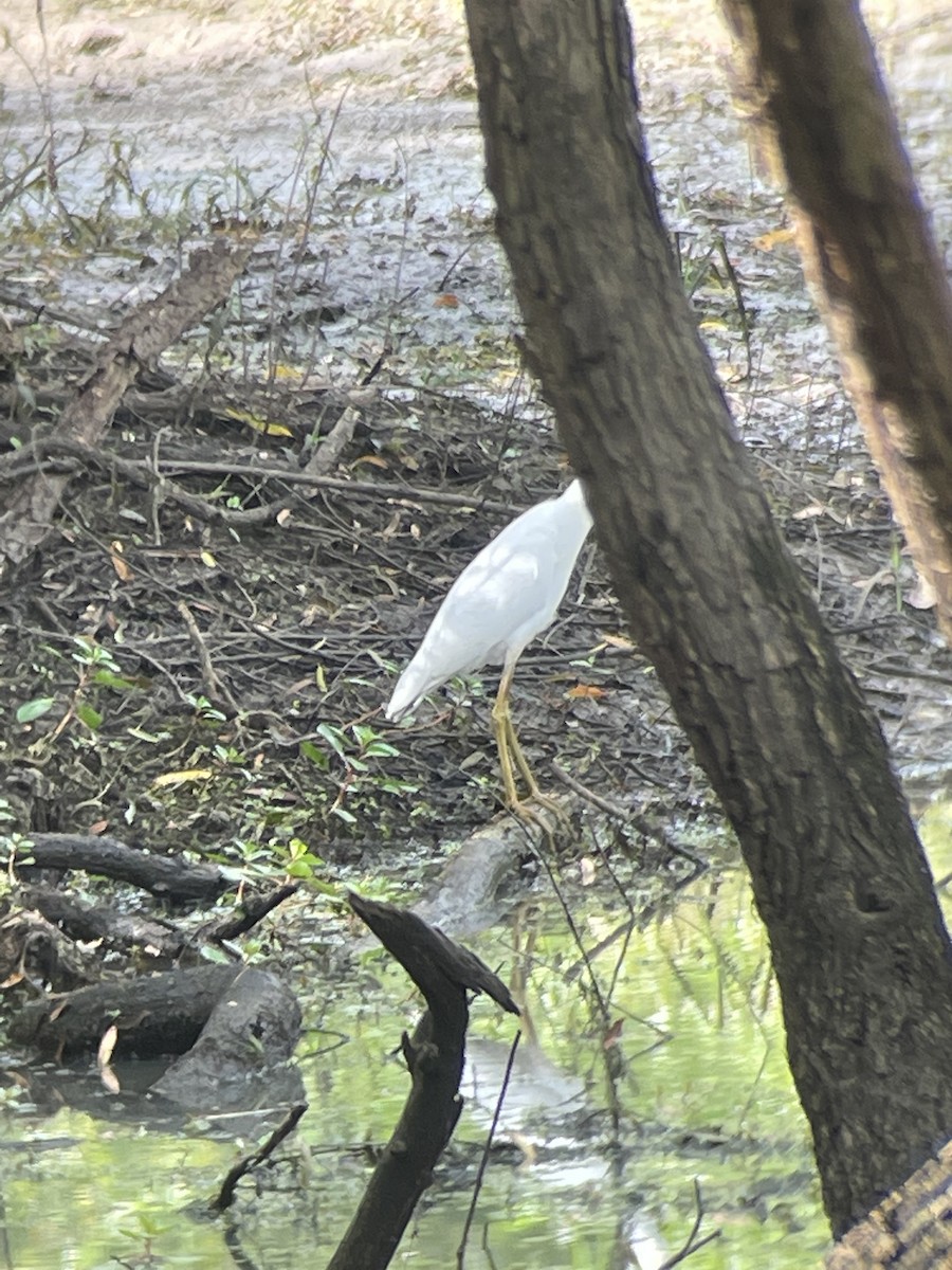 Little Blue Heron - ML608432133