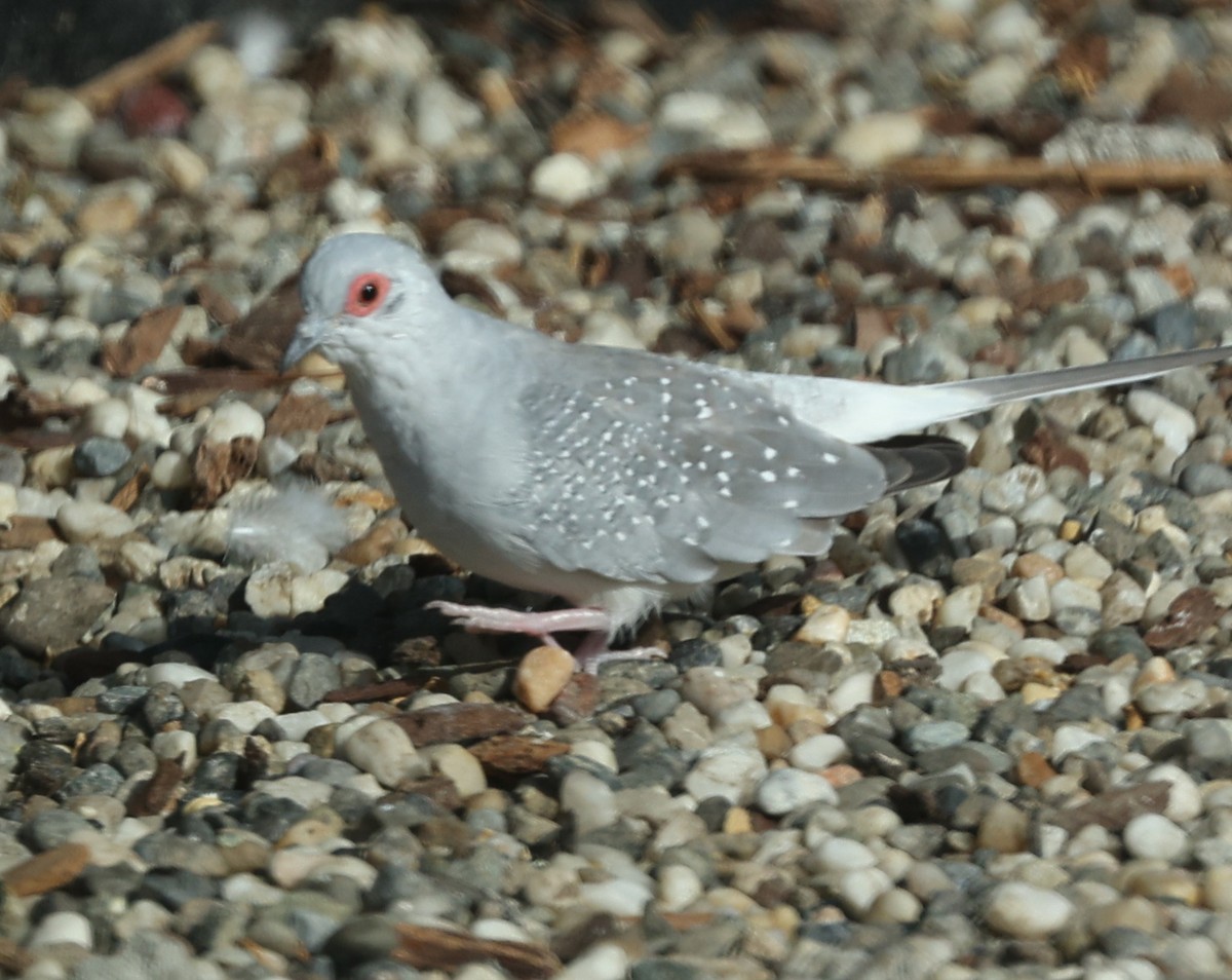 雪花姬地鳩 - ML608432135