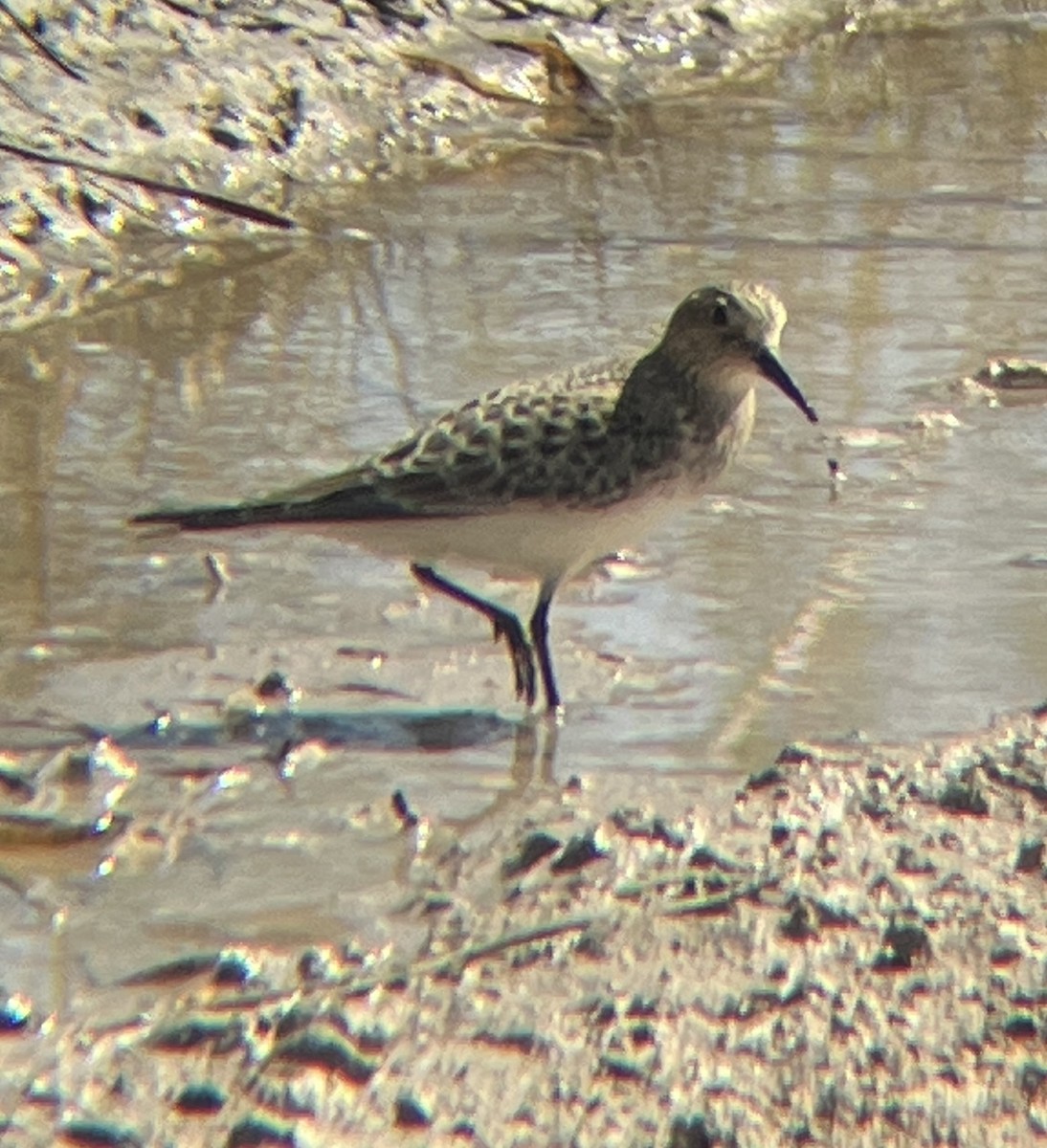 Baird's Sandpiper - ML608432162