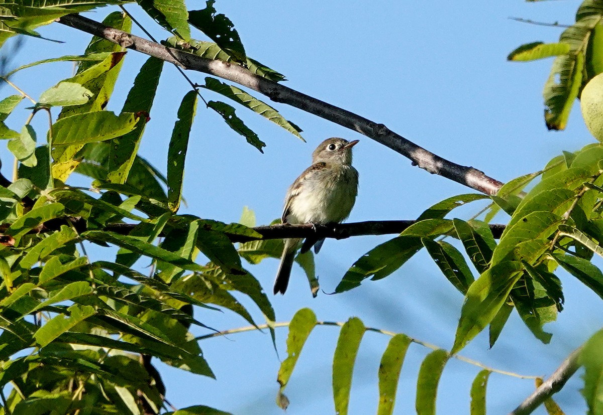 Least Flycatcher - ML608432331