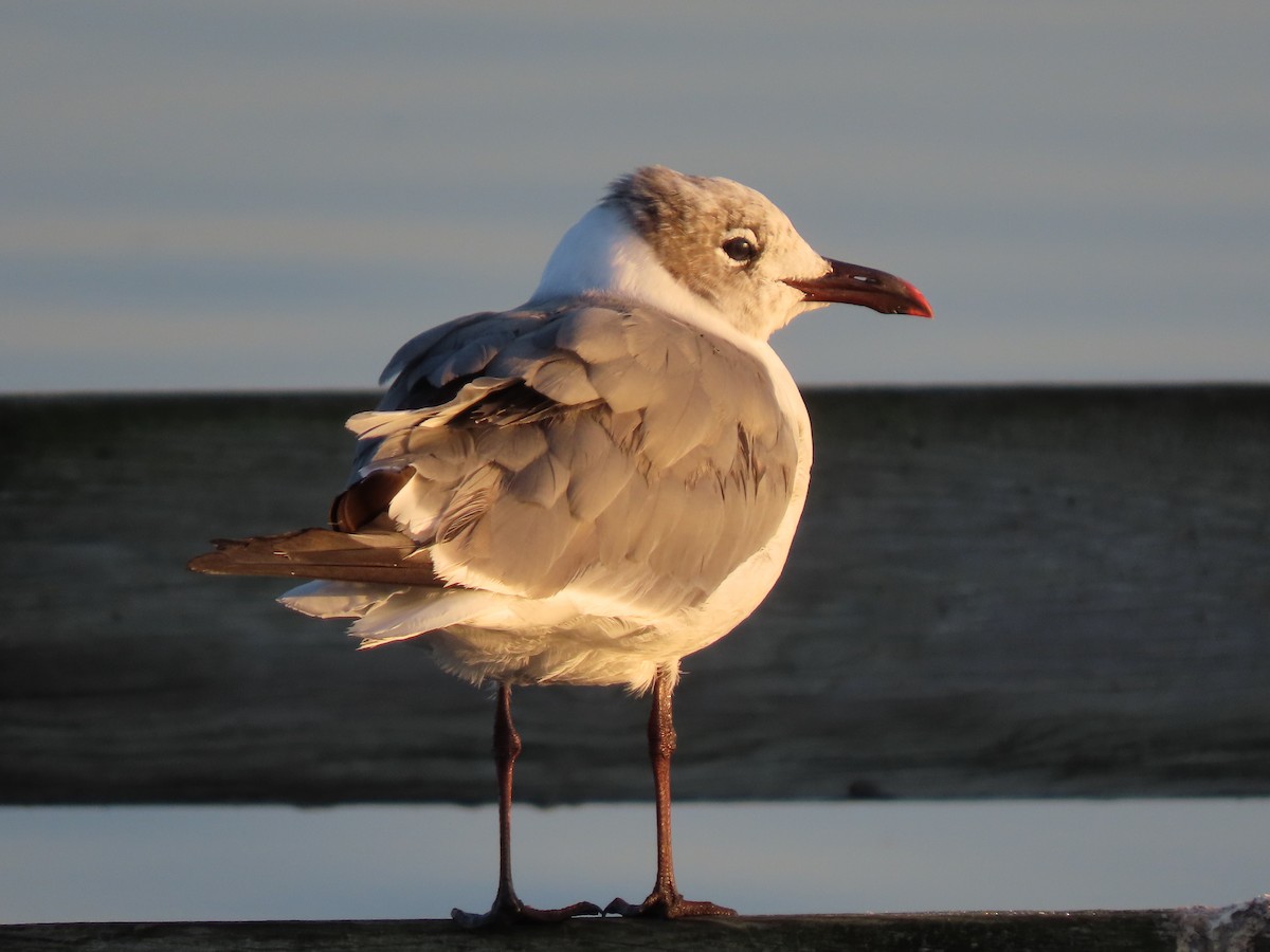 Laughing Gull - ML608432385