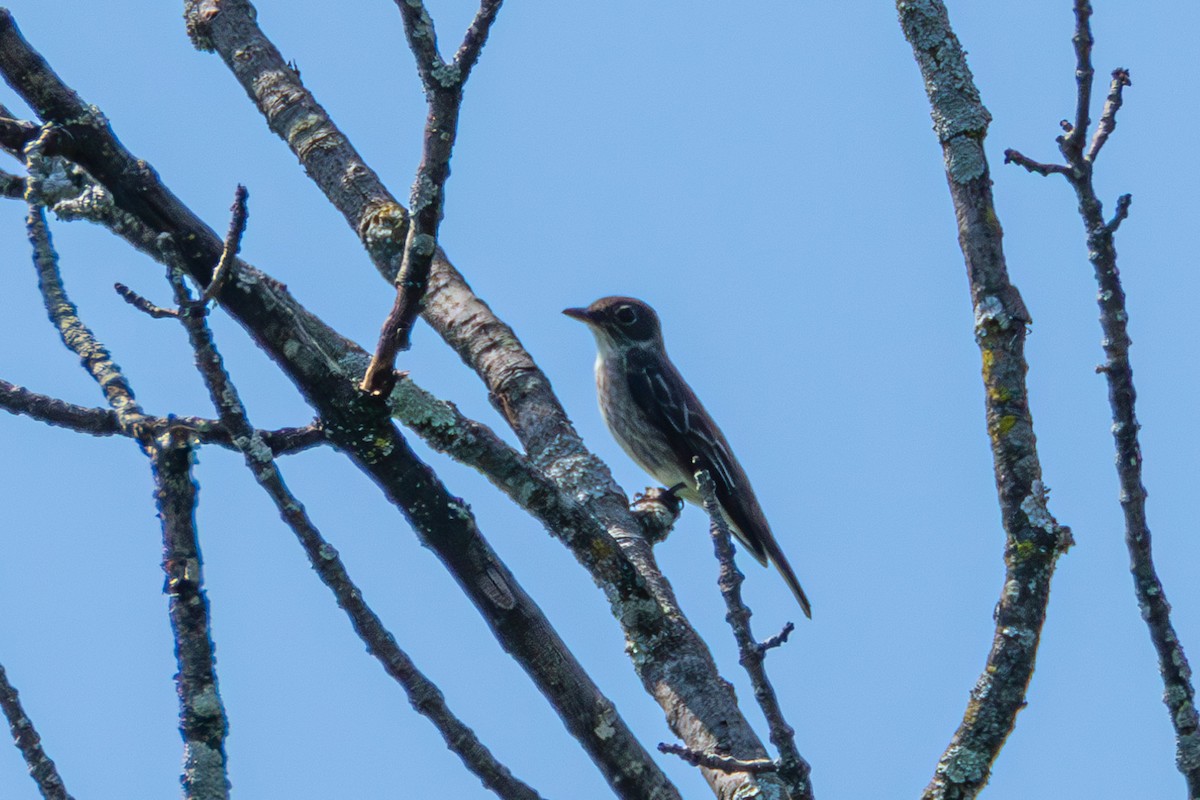 Olive-sided Flycatcher - ML608432430