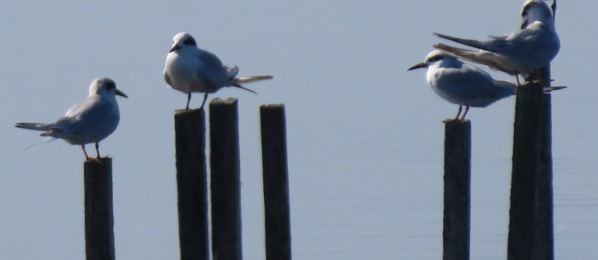 Forster's Tern - Duncan Bishop