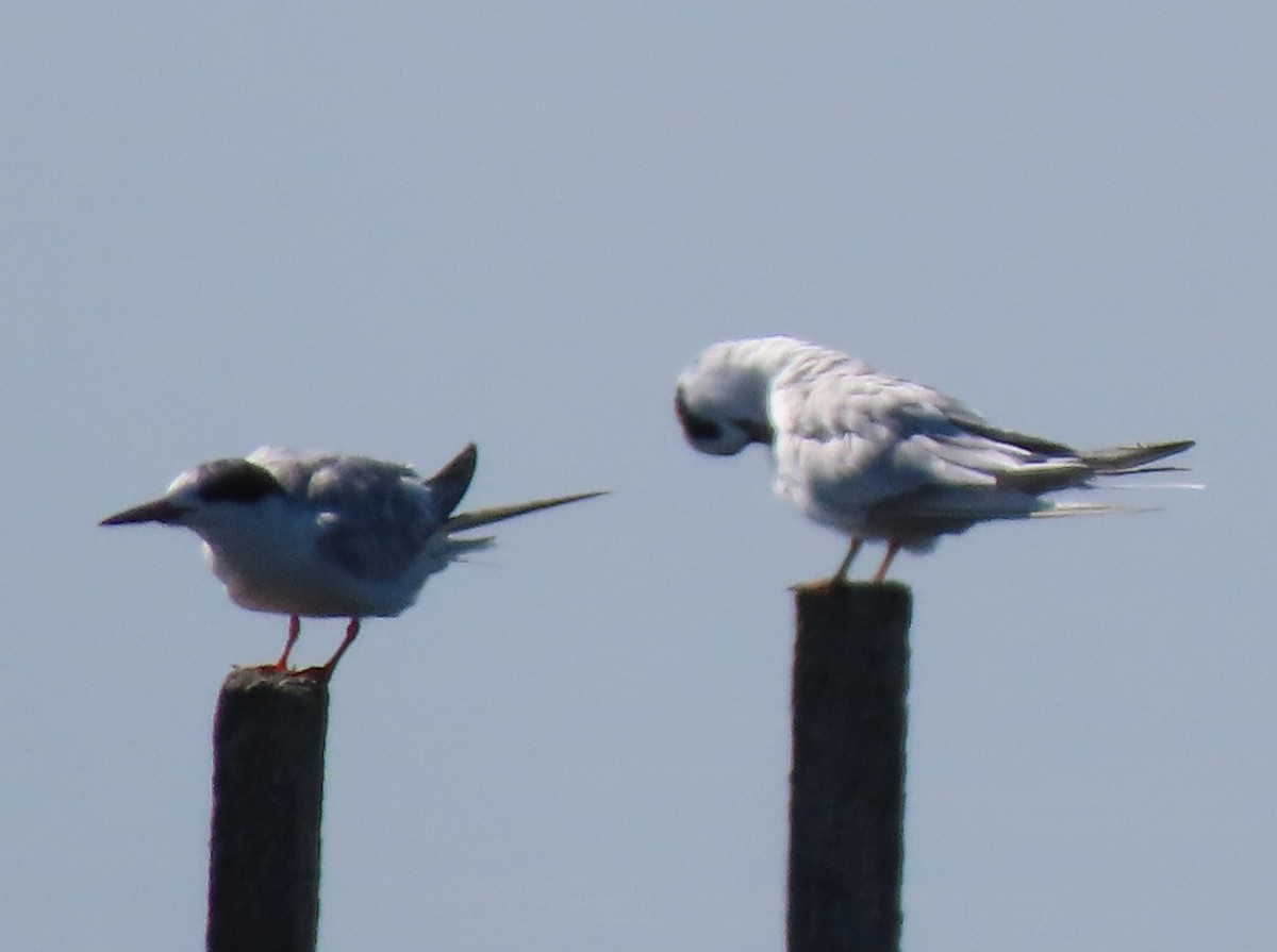 Forster's Tern - Duncan Bishop