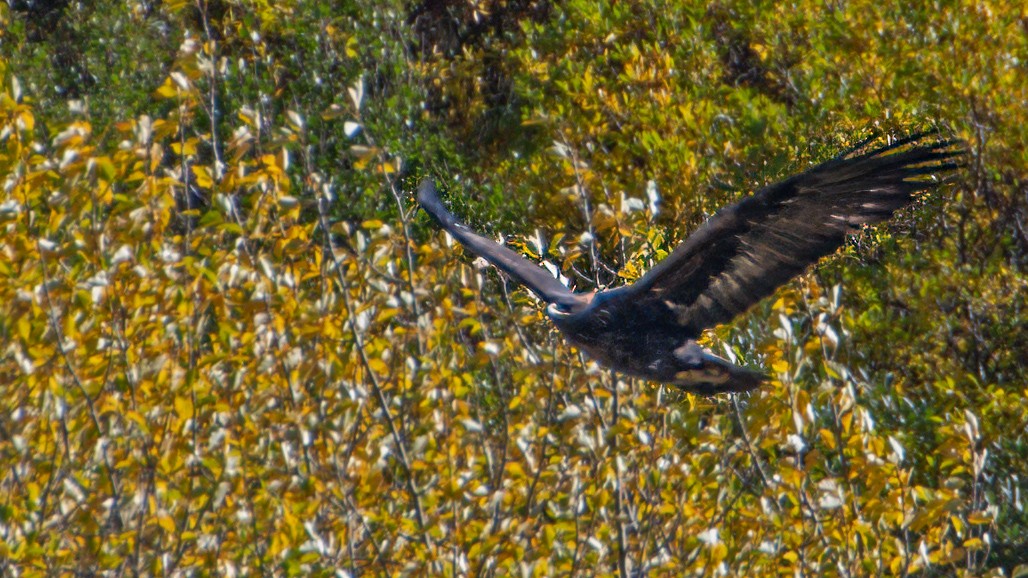 Águila Real - ML608432512