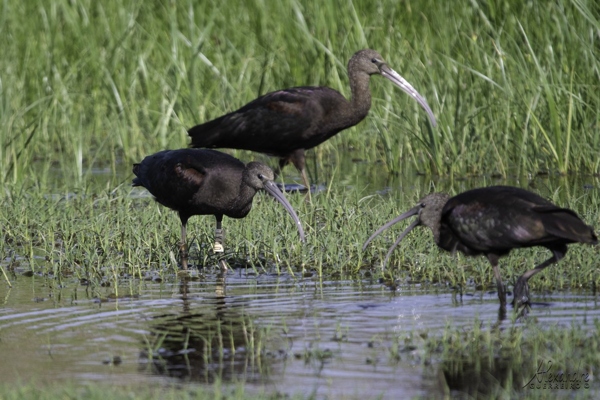 Glossy Ibis - ML608432603