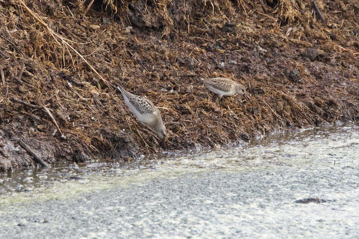 Stilt Sandpiper - ML608432621