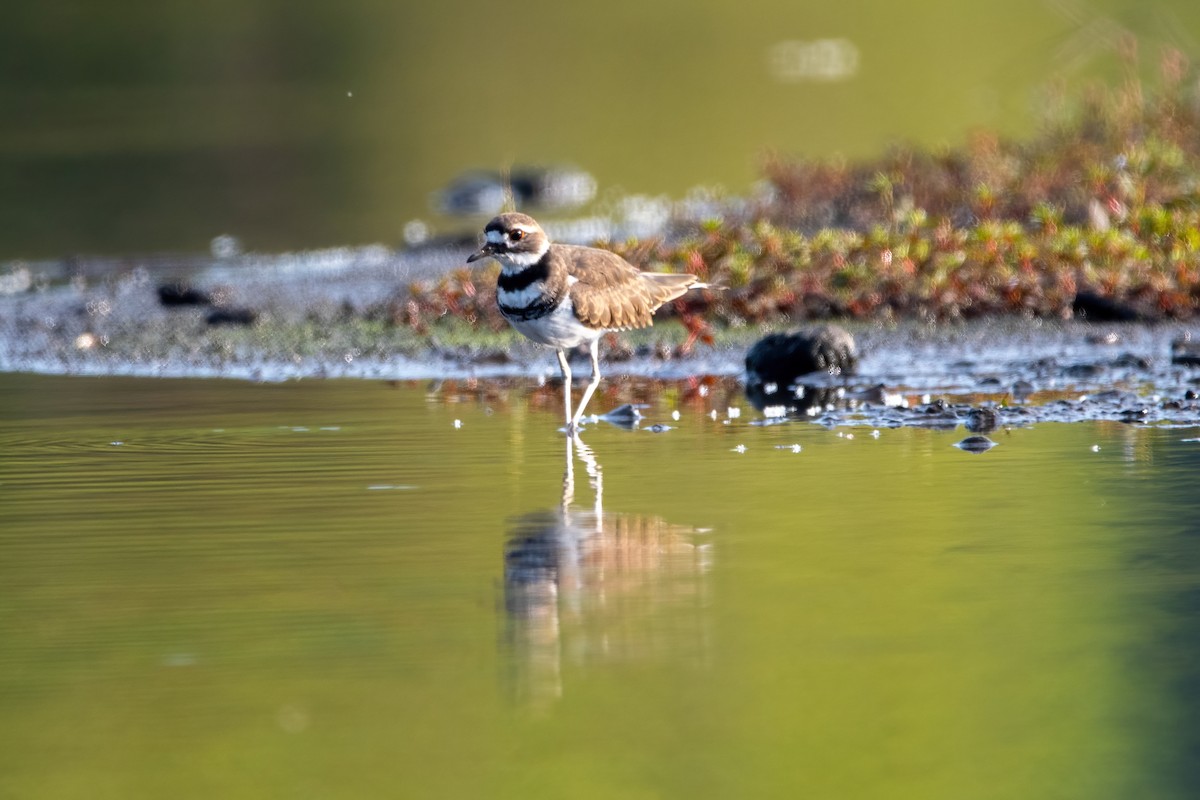 Killdeer - ML608432632