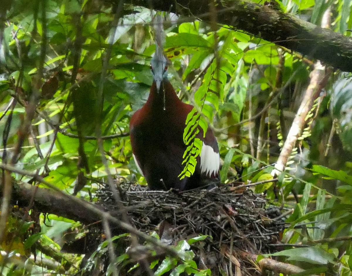 Sclater's Crowned-Pigeon - ML608432638
