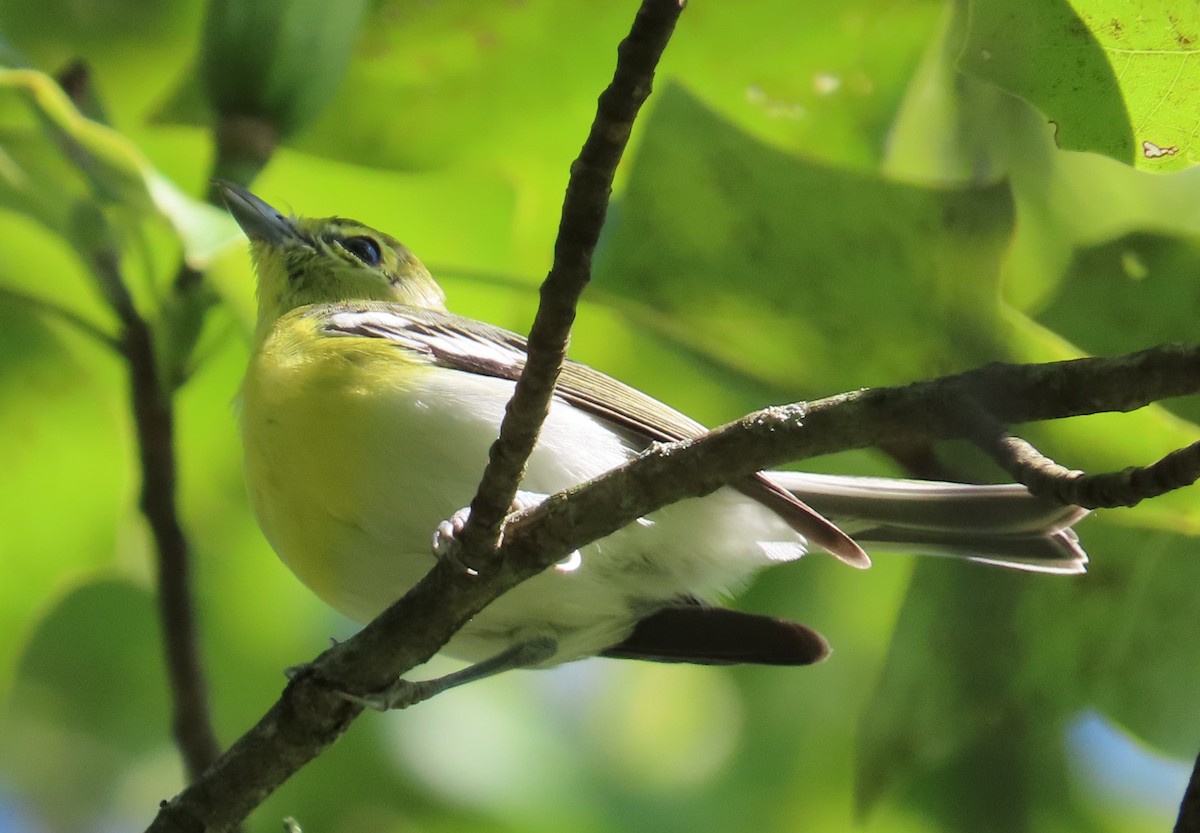 Yellow-throated Vireo - ML608432644