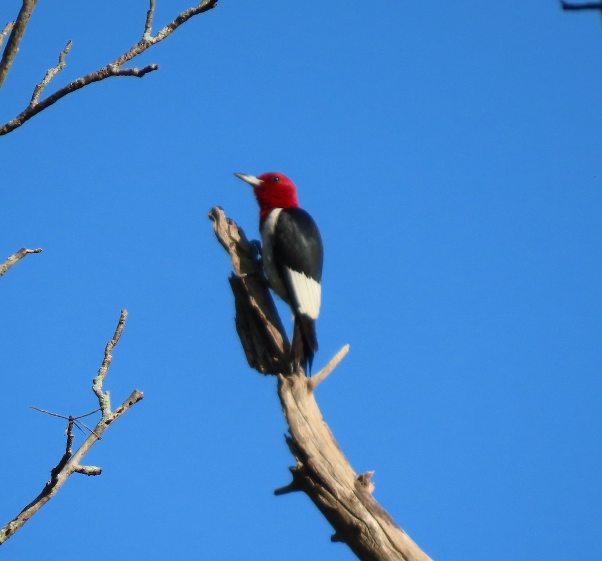 Red-headed Woodpecker - Duncan Bishop