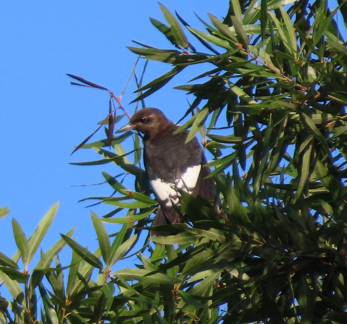 Red-headed Woodpecker - Duncan Bishop