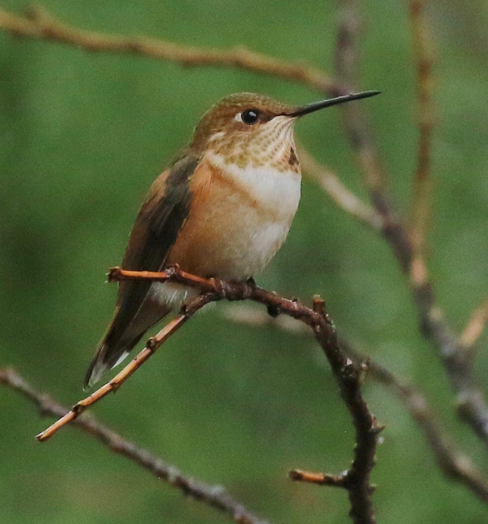 Rufous Hummingbird - ML608432670