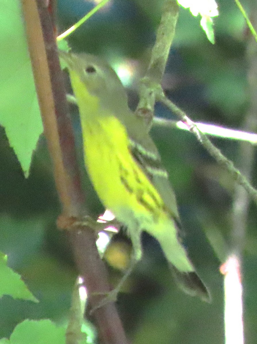 Magnolia Warbler - ML608432674