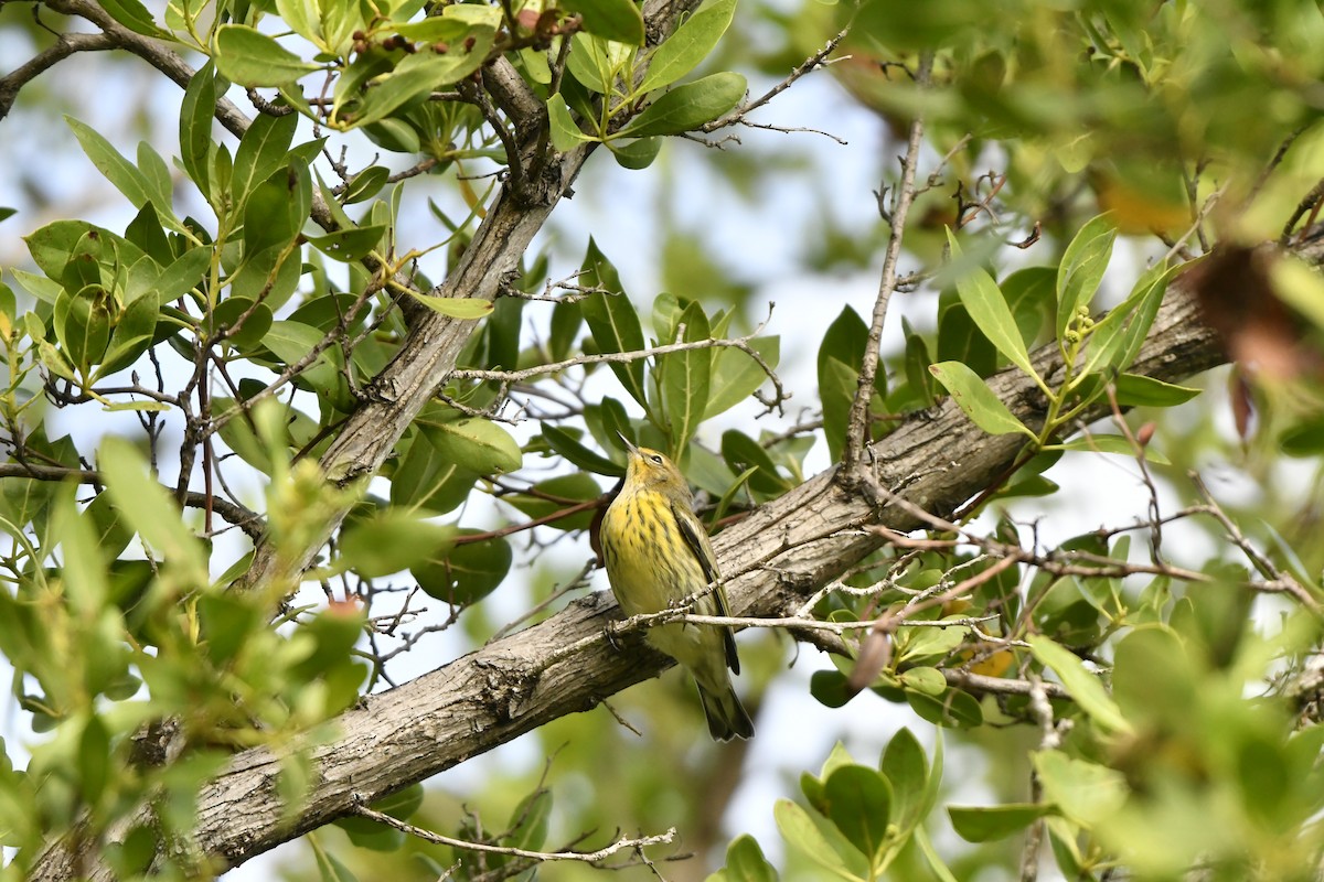 Cape May Warbler - ML608432722