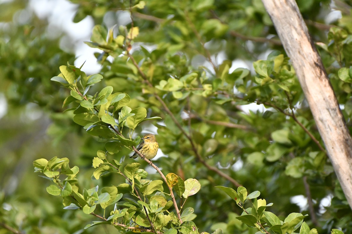 Cape May Warbler - ML608432723