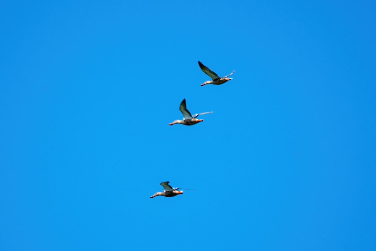 Northern Shoveler - ML608432754