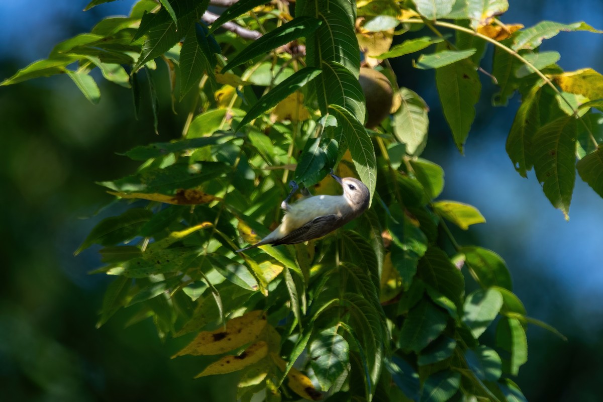 Warbling Vireo - ML608432777