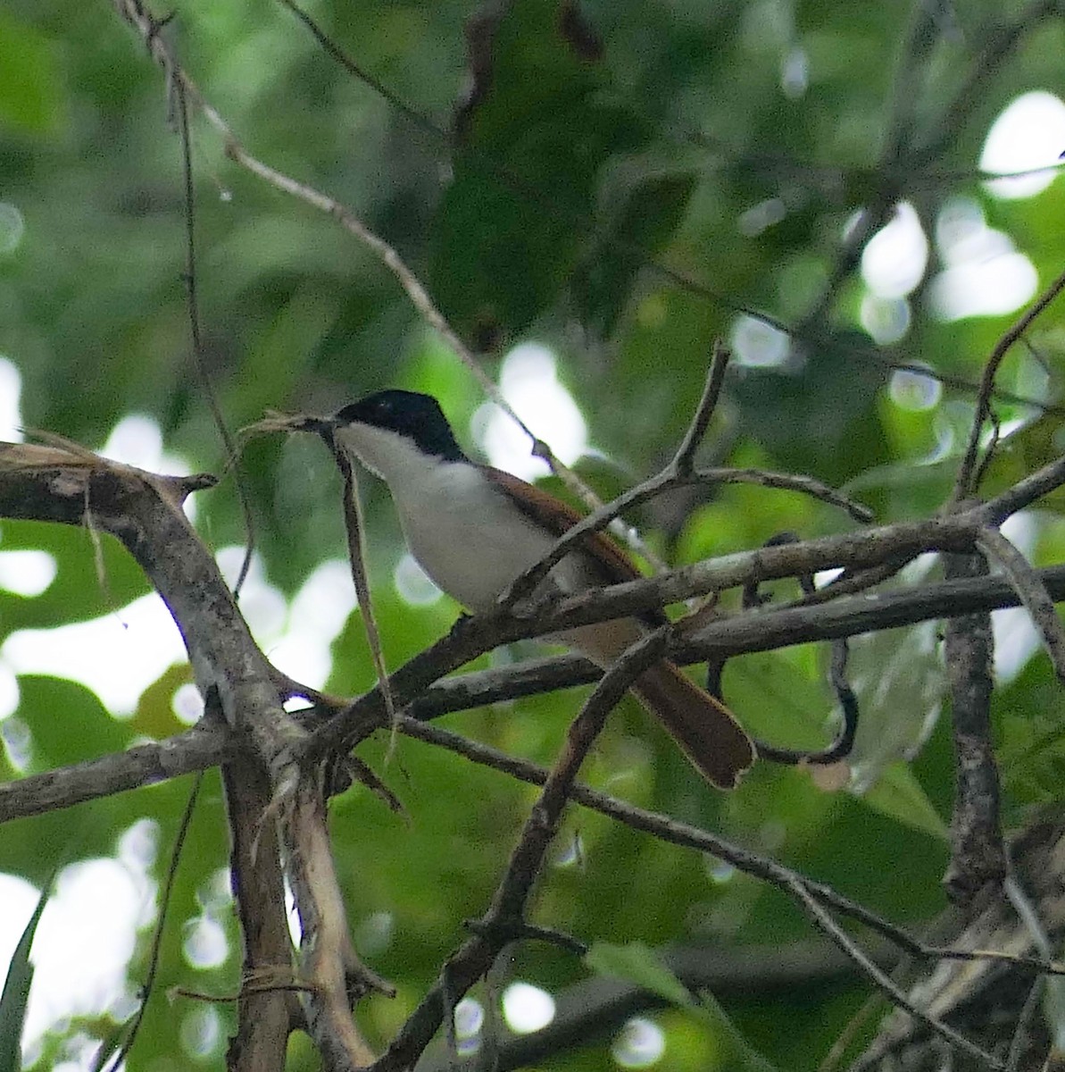 Shining Flycatcher - ML608432783